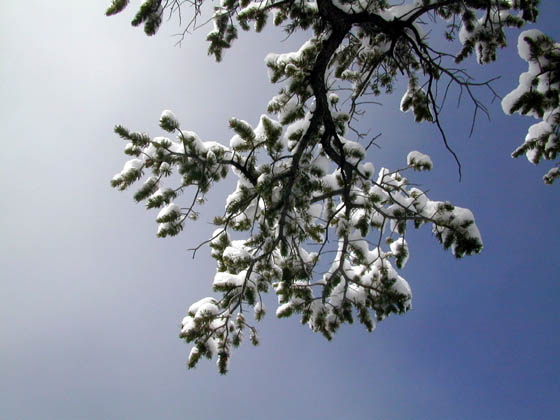 126-Cold_Tree