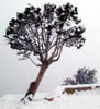 124-Cold_Tree