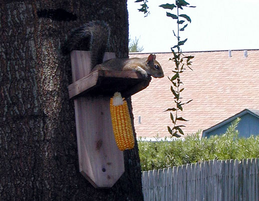 06_lazy_squirrel